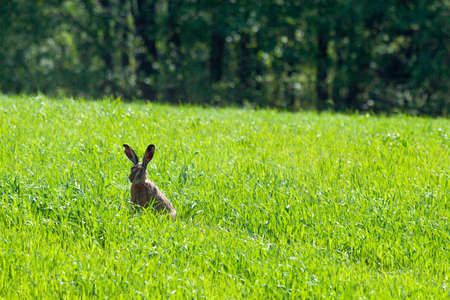 Rabbit sitting in grassのeditorial素材