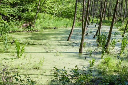Swamp in a forestのeditorial素材
