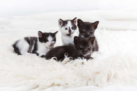 Group of kittens on white rugの写真素材