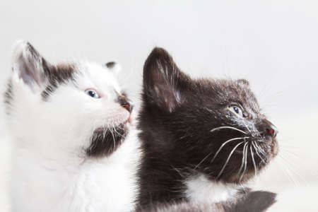 Two kittens curiously looking at somethingの写真素材