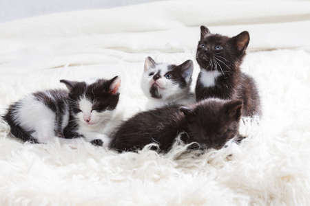 Young kittens on white carpetの写真素材
