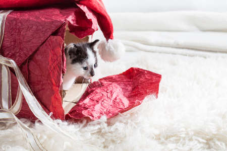 Young kitten in a present boxの写真素材