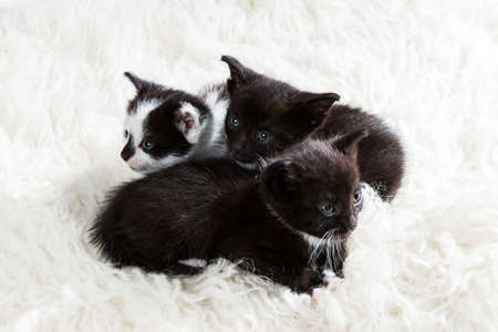 Curious group of kittensの写真素材