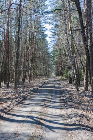 Forest path in early springの写真素材