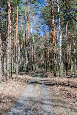 Early spring in a forestの写真素材