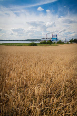 Rye field in front of a power plantの写真素材