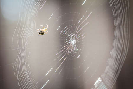 Spider working on its webの写真素材