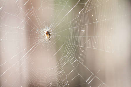 Spider waiting for its preyの写真素材