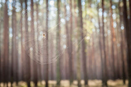 Spider web hanging in a forestの写真素材