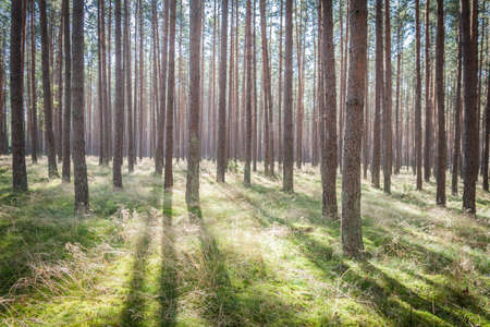 Beautiful sunbeams in a forestの写真素材