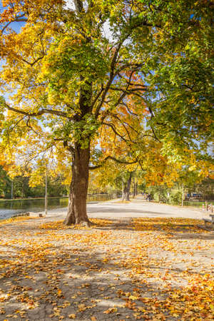 Branchy tree in a city parkの写真素材