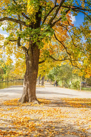 Autumn colors on a tree