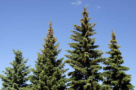Fir Trees