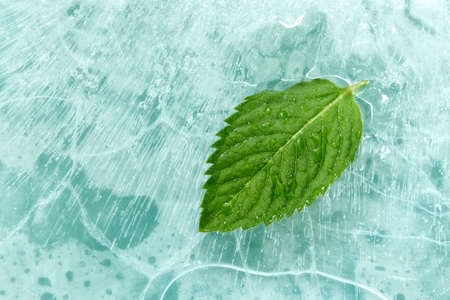 Mint leaf on ice