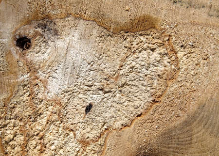 Wooden board texture backgroundの写真素材