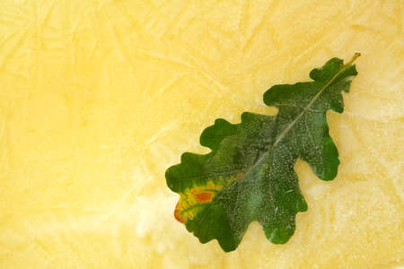 Oak leaf frozen in yellow iceの写真素材