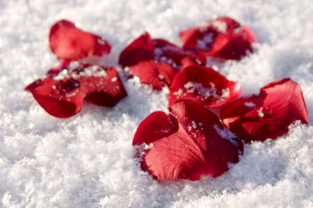 Red Rose Petals on Snowの写真素材
