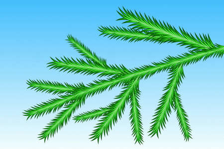 Spruce Branchのイラスト素材