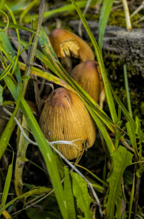 Mushroomの写真素材