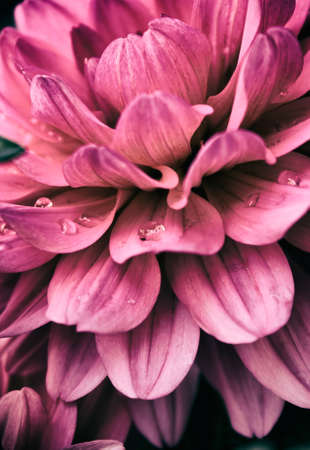 Flower macroの写真素材