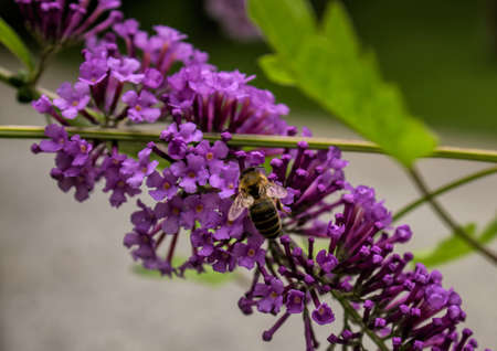 Lilac flower and beeの写真素材