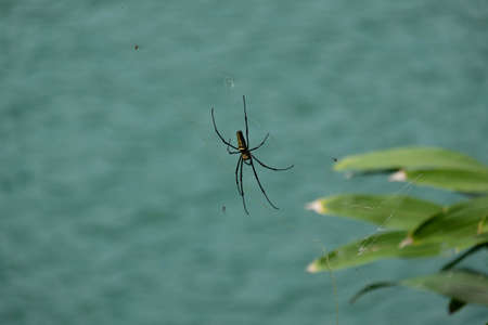 Some Spider at Sun Moon Lake
