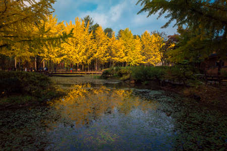 The leaves change color during  autumn Nami Island in  Korea.の写真素材