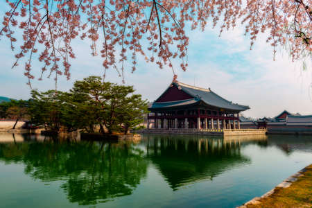 Gyeongbokgung Palace with cherry blossom in spring of koreaのeditorial素材