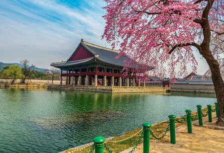 Gyeongbokgung Palace with cherry blossom in spring of koreaのeditorial素材
