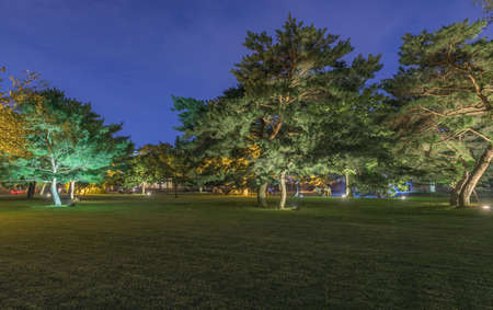 Beautiful tree in the park at nightの写真素材