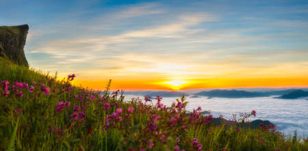Light morning sun with fog on Phu Chi Fa in Chiang Rai, Thailand.の写真素材