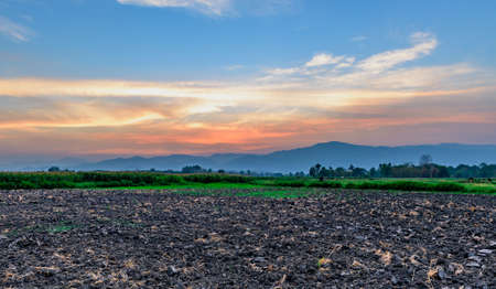 The sun sets of Corn farm in Thailand.の写真素材