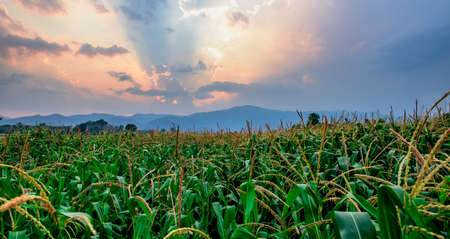 The sun sets of Corn farm in Thailandの写真素材