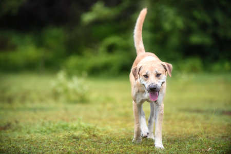 Thailand dog with a beautiful manner.の写真素材