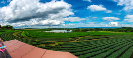 Tea Plantation Farm Bunrod panoramic of chiang Rai,Thailandの写真素材