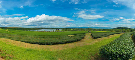 Tea Plantation Farm Bunrod panoramic of chiang Rai,Thailandの写真素材
