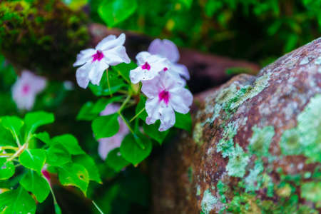 Colorful Flowers of crimson antirrhinum (snapdragon) flower at doi Tung,Chiang Rai.の写真素材