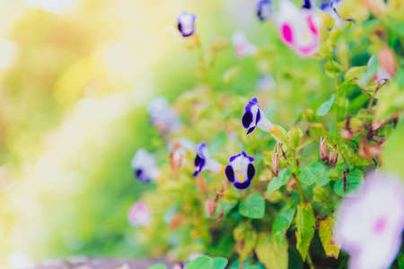 Colorful Flowers of crimson antirrhinum (snapdragon) flower at doi Tung,Chiang Rai.の写真素材