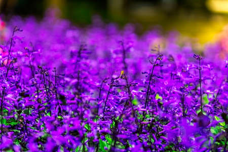Beautiful Lavender Flowers Doi Tung at chiang Rai,Thailandの写真素材