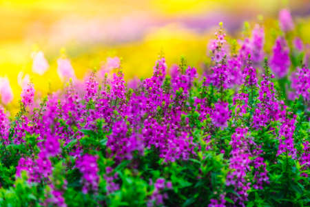 Colorful Flowers of crimson antirrhinum (snapdragon) flower at doi Tung,Chiang Rai.の写真素材