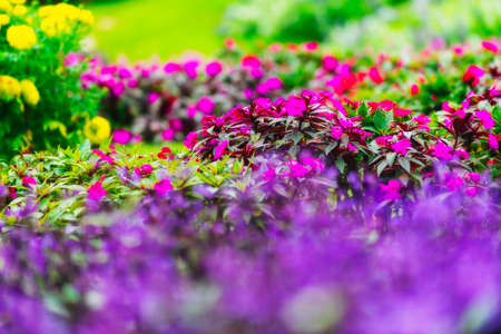 Colorful Flowers of crimson antirrhinum (snapdragon) flower at doi Tung,Chiang Rai.