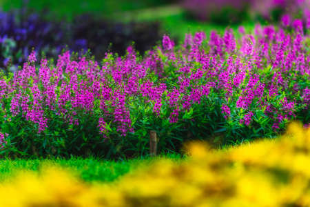 Colorful Flowers of crimson antirrhinum (snapdragon) flower at doi Tung,Chiang Rai.の写真素材