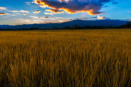 Natural scenery of rice fields.の写真素材