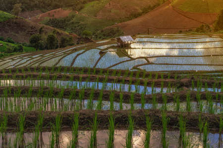 Landscape of Sunset Papongpieng  Rice Terraces, Chiang Mai, North of Thailand.の写真素材