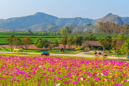 Landscape of cosmos flower field  at singpark in chiangrai, Thailandの写真素材