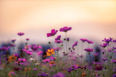 Landscape of nature background and beautiful pink and red cosmos flower field with sunset. vintage color toneの写真素材