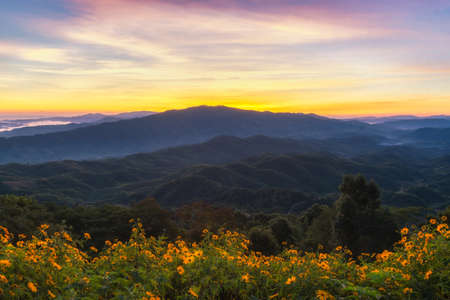 landscape of sunset and lotus fields on Doi Mae khamの写真素材
