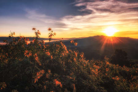 landscape of sunset and lotus fields on Doi Mae khamの写真素材