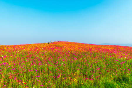 Landscape of nature background and beautiful pink and red cosmos flower.の写真素材