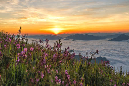 Landscape of Flowers and mist in the mountains in the morningの写真素材